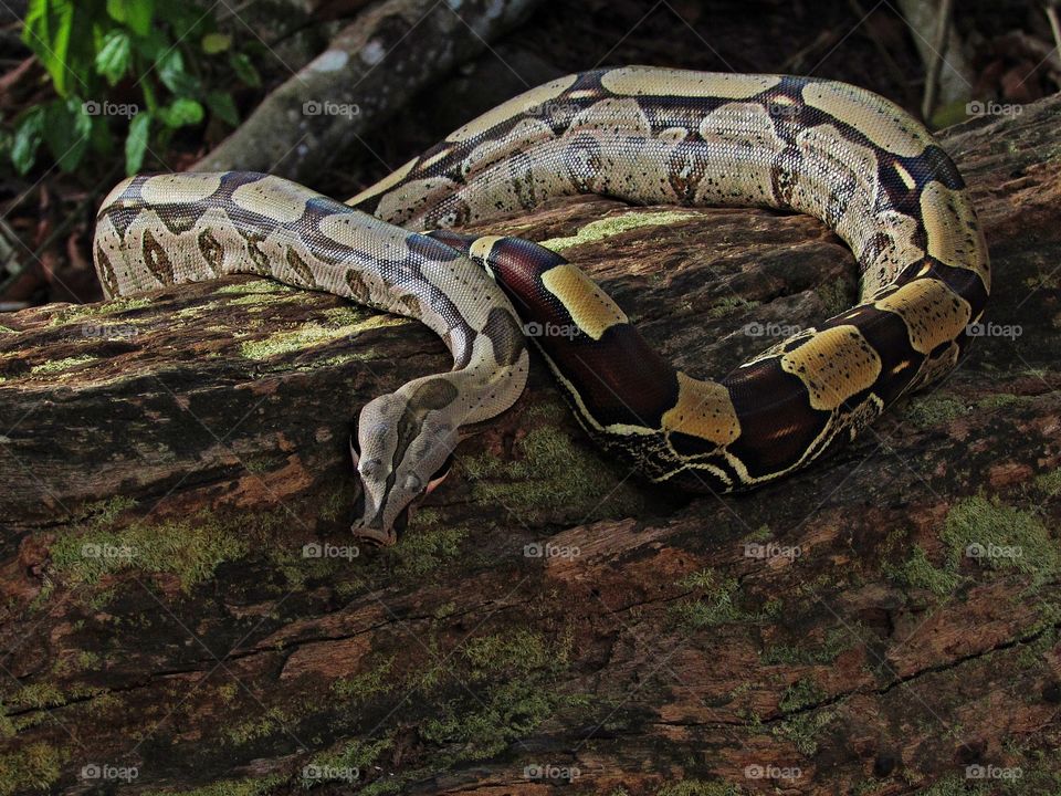 A snake on moss tree trunk