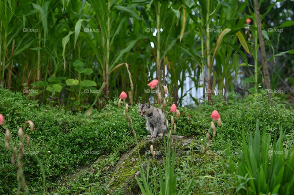 Even if they are domesticated and become our favorite pets, the wild instinct within them never goes away. Cat on a prowl.