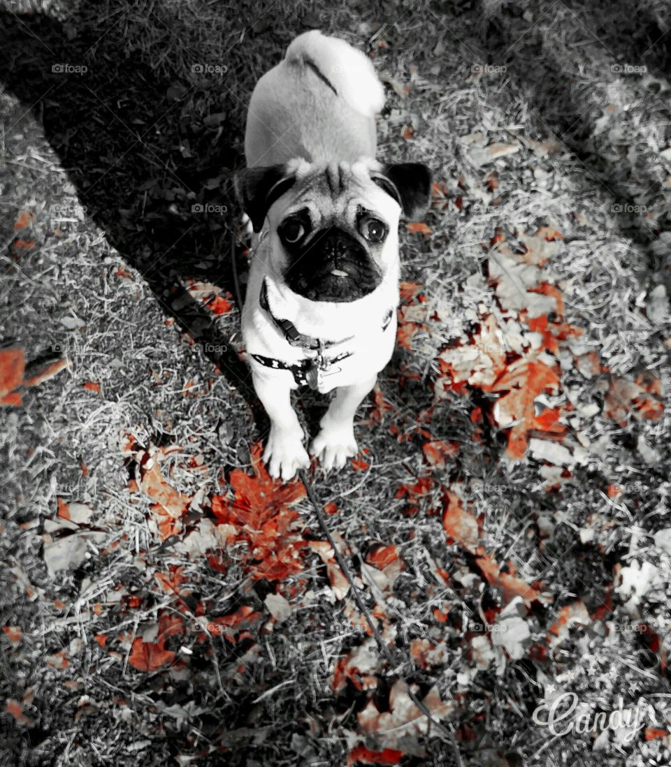 Pug in the Autumn