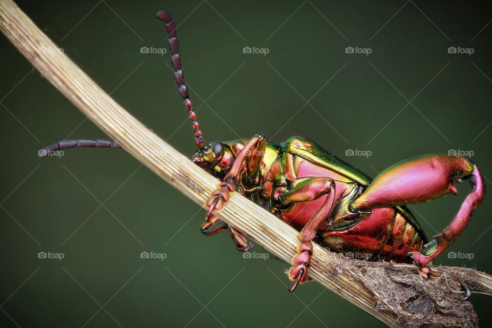 frog legged leaf beetle