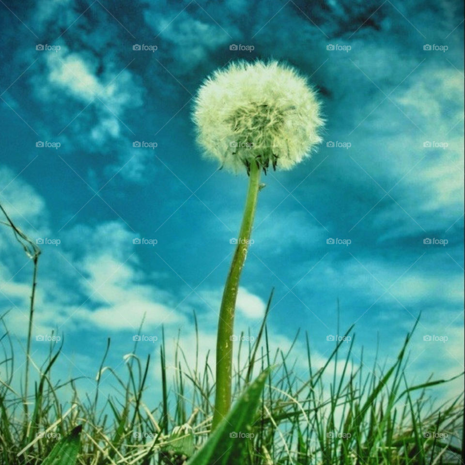 dandelion sky flower field by carolien007