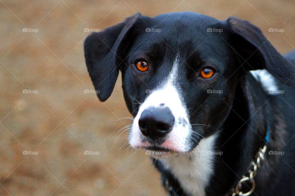 Closeup of a beautiful copper-eyed black and white pup with the sweetest disposition. What a gorgeous pup! Photo taken at my favourite dog park where I go with my dogs for doggie playtime!