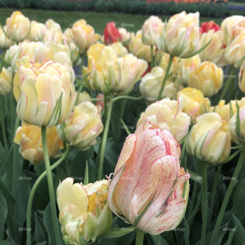 Pink and Yellow Tulip Flowers at Washington Park Albany, New York