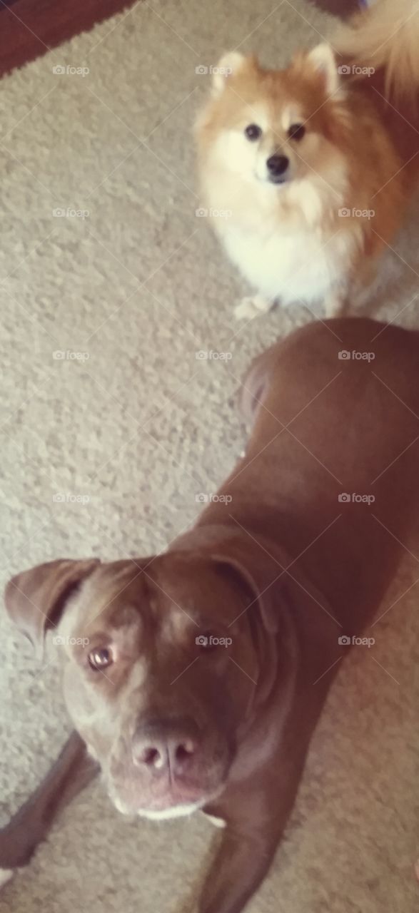 Chopper & Remy. My Pit Bull and Pomeranian, hanging out. 