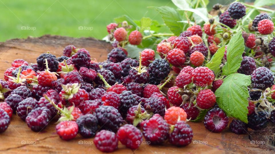 Picking fresh berries