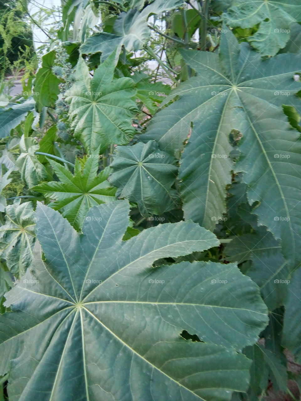 brautiful castor leafs