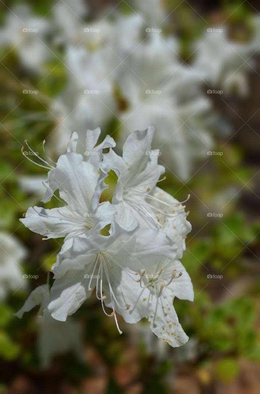 White Azaleas