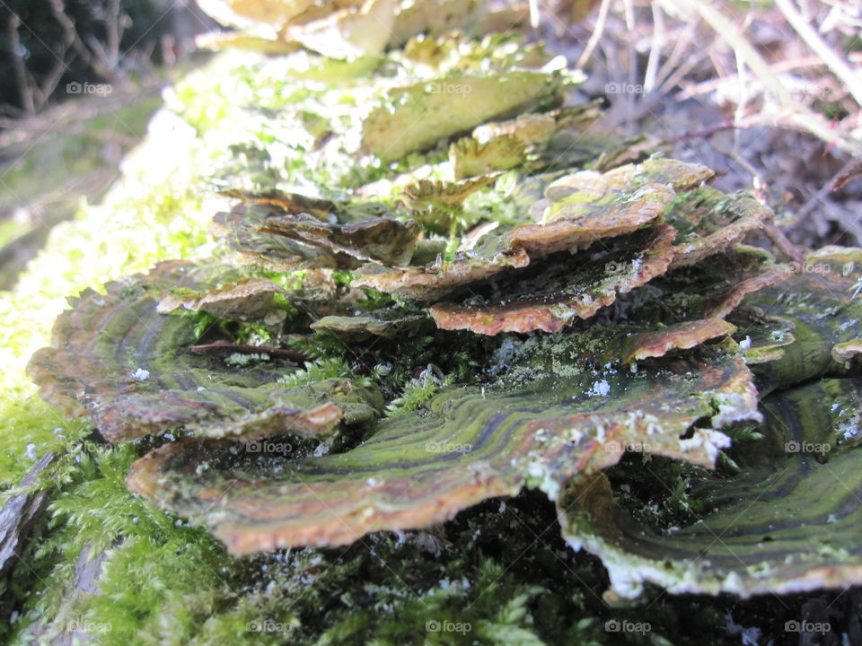 Bracket Fungus