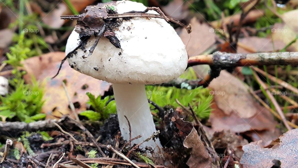 Forest mushroom