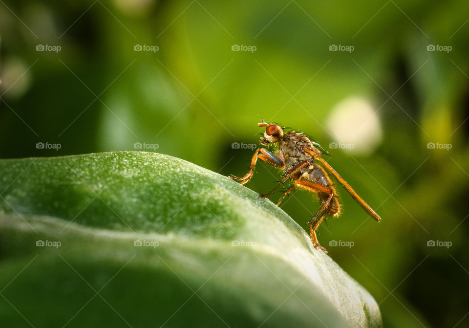 Insect on the leaf