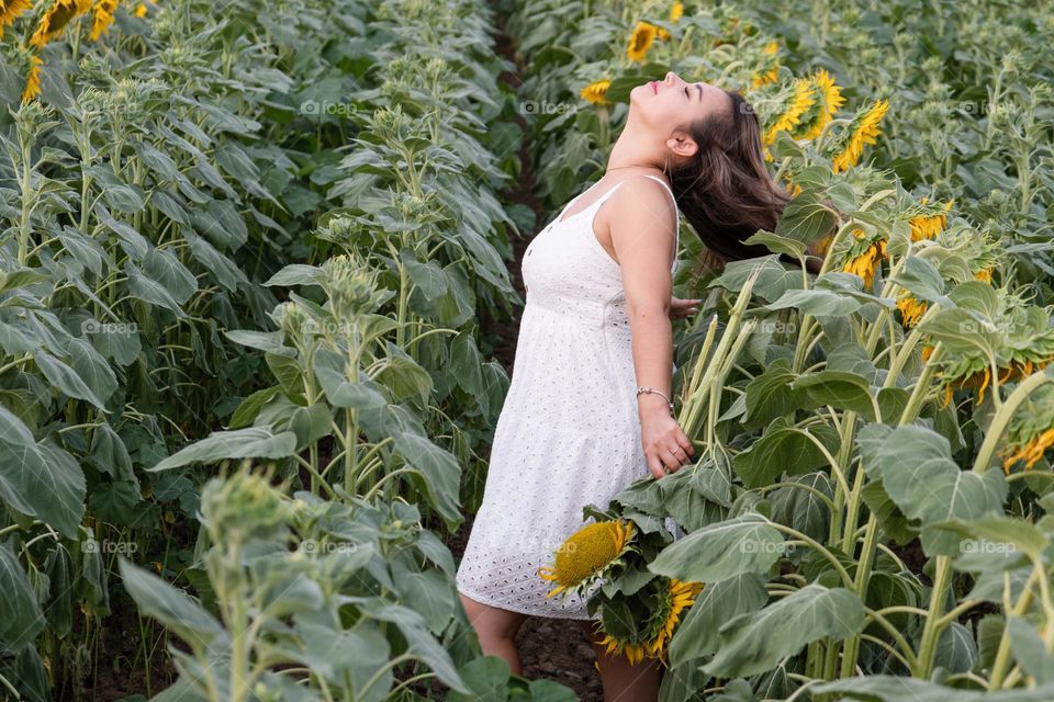 sunflower field