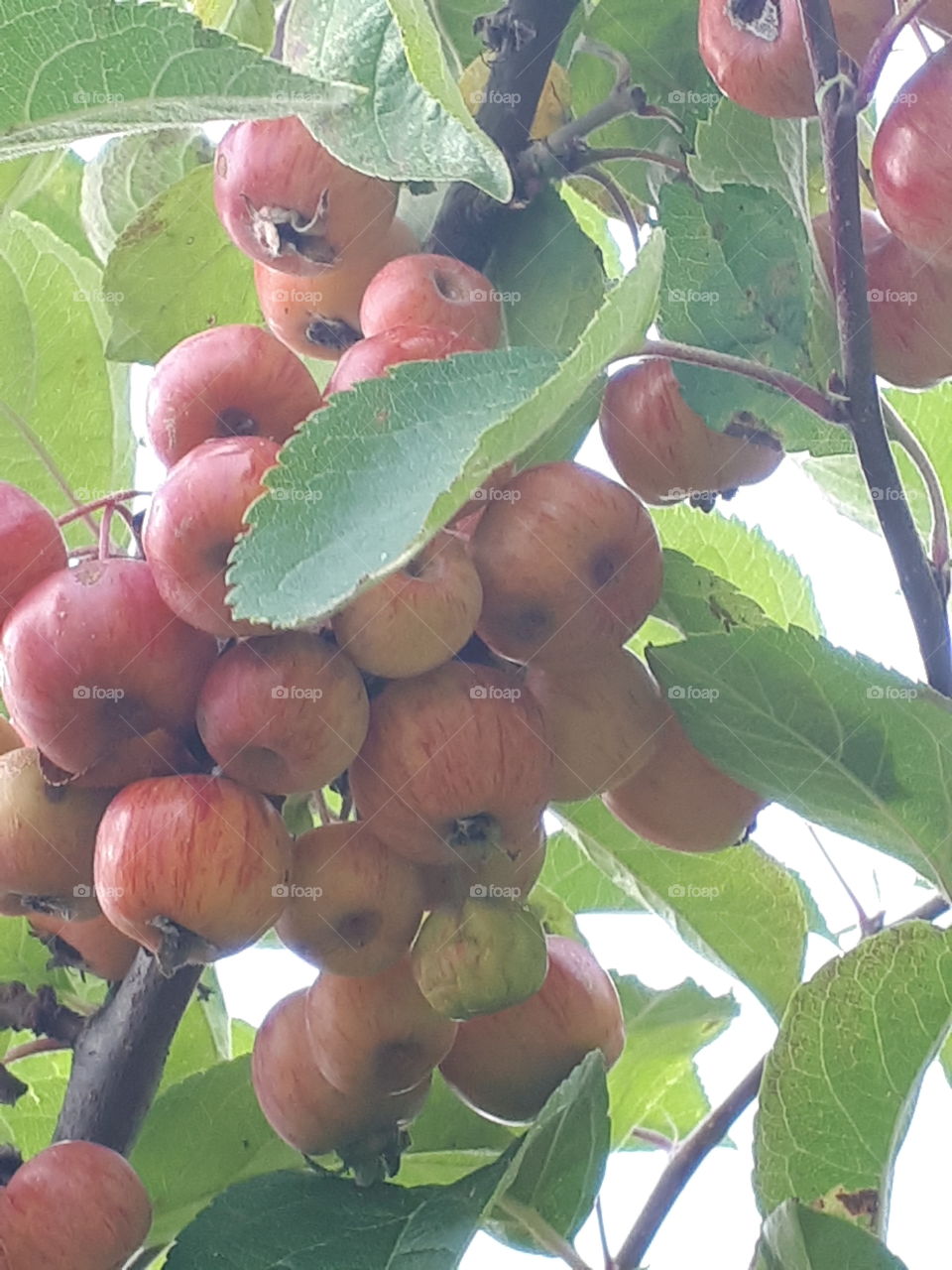 Fruit, Food, Nature, Leaf, Pasture