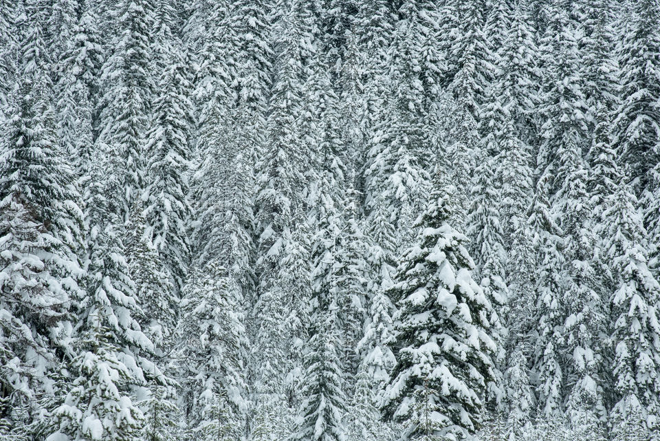 Hillside of snow covered pine trees
