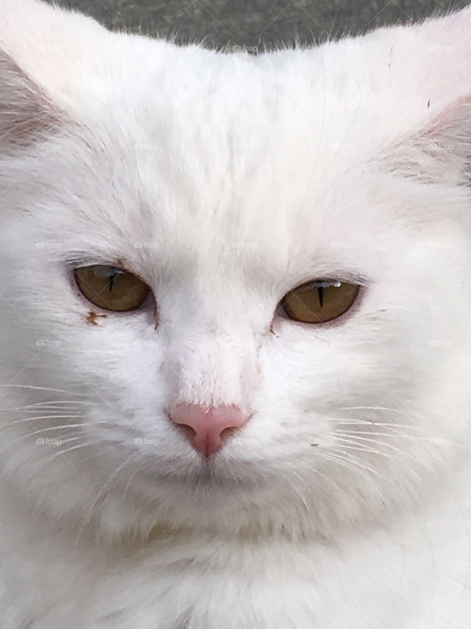 White Cat
