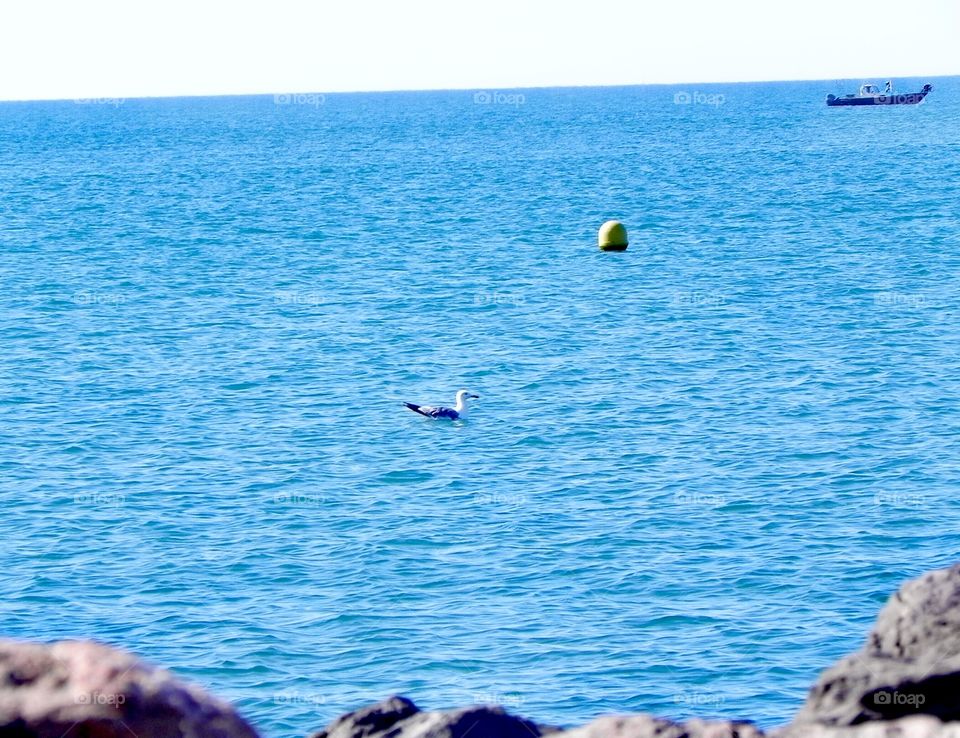 mouette, bouée, bateau