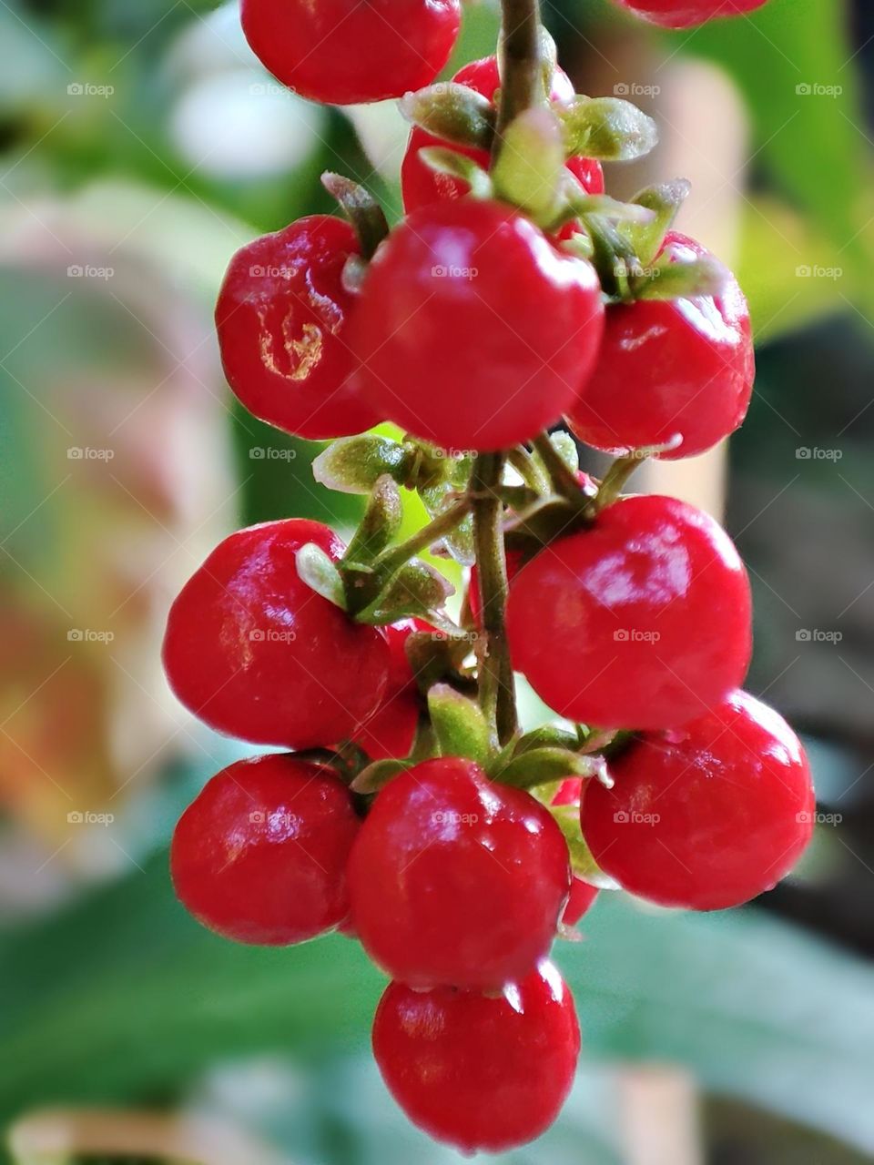 Red little fruits