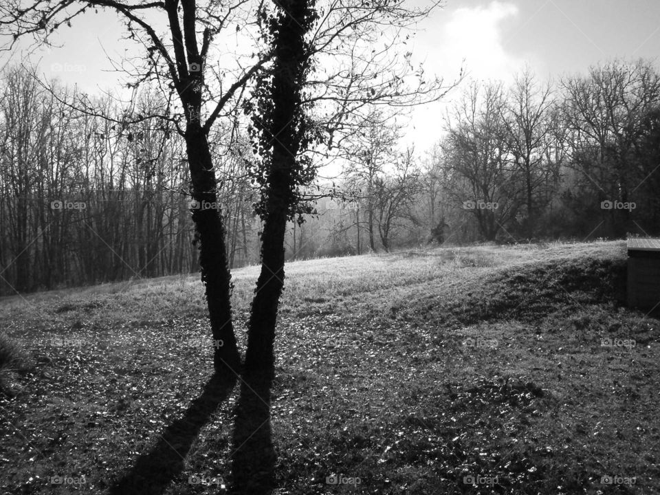 Shadow in the Autumn. Staying in France and walking in woods, came across a clearing with trees growing at a strange angle in great light

