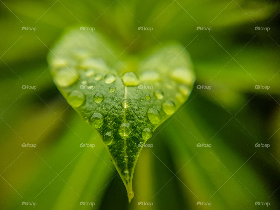heart shape of a leaf with water droplets on it