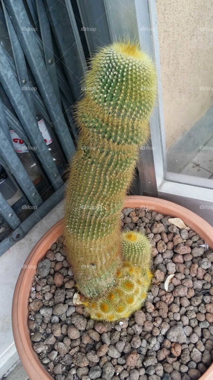 cactus