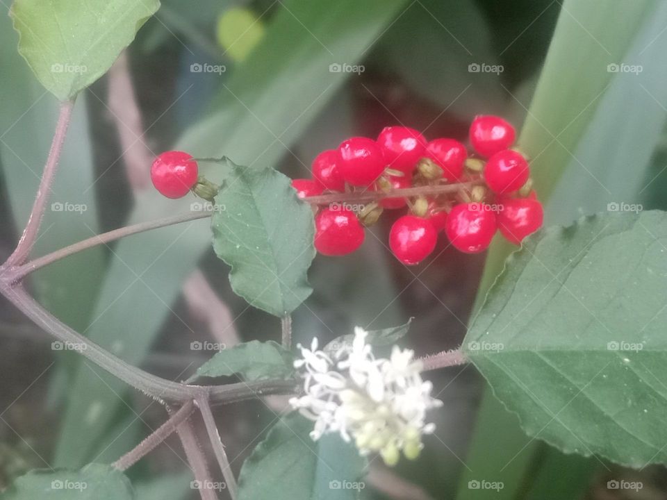 wild plant with red fruit