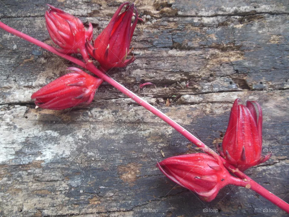 Flor de Jamaica