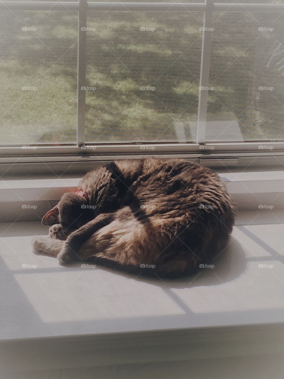 Kitty sleeping in the warm sunlight of a window. 