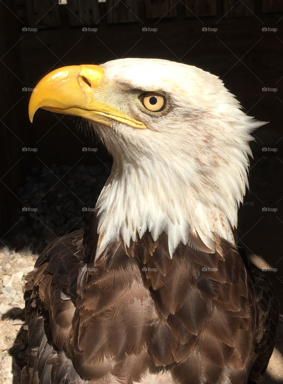 Bald eagle in profile