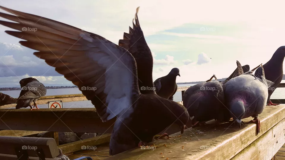 wings