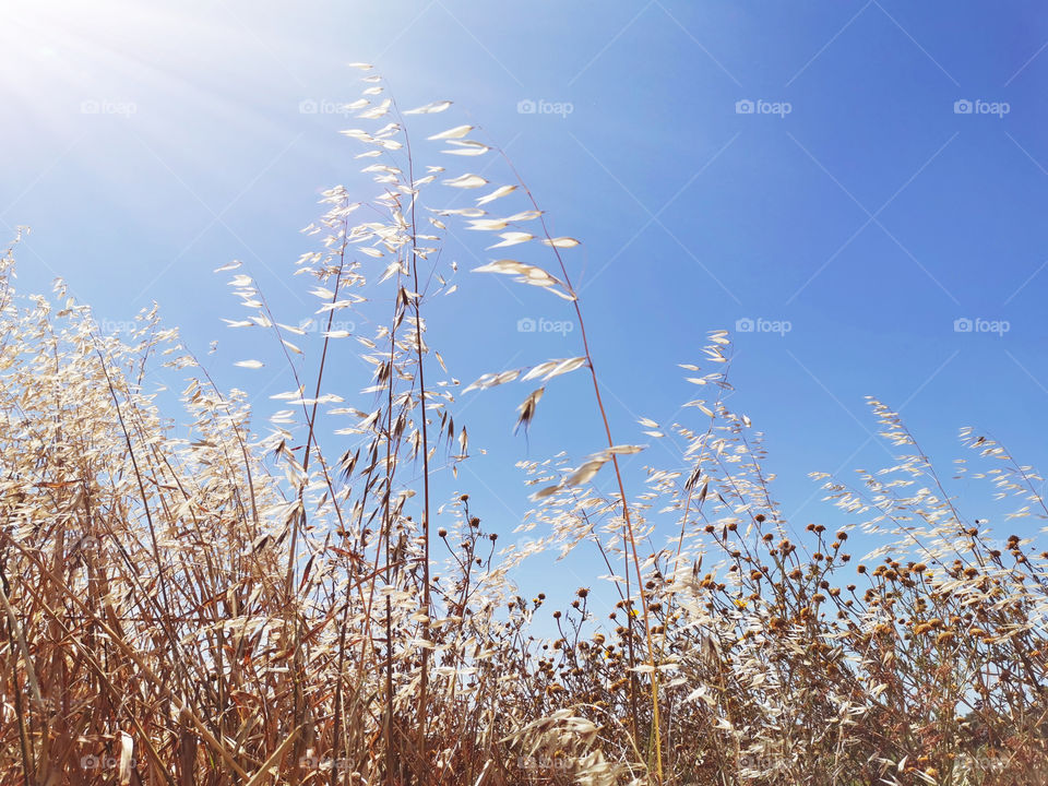 Field of oats and grass flowers with sunlight against blue sky.