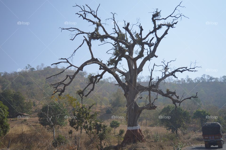 Looked like Haunted trees in mostly of bollywood horror films. 