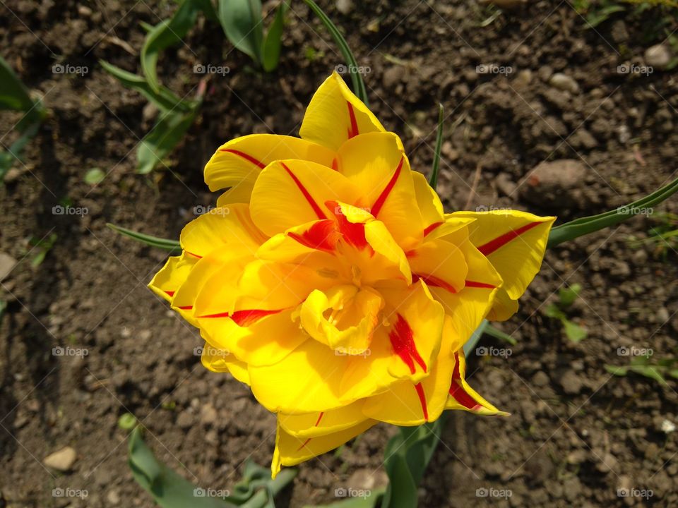 Tulip. Spring flower.