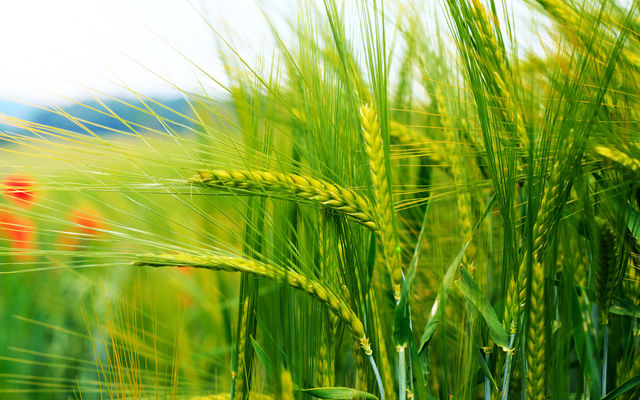 Cropping is one of the most basic photo manipulation processes, and it is carried out to remove an unwanted object or irrelevant noise from the periphery of a photograph, to change its aspect ratio, or to improve the overall composition.