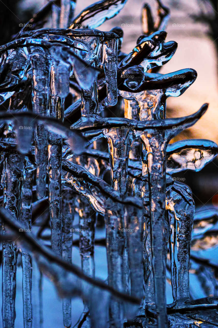 Frost on branches in the winter during sunset 