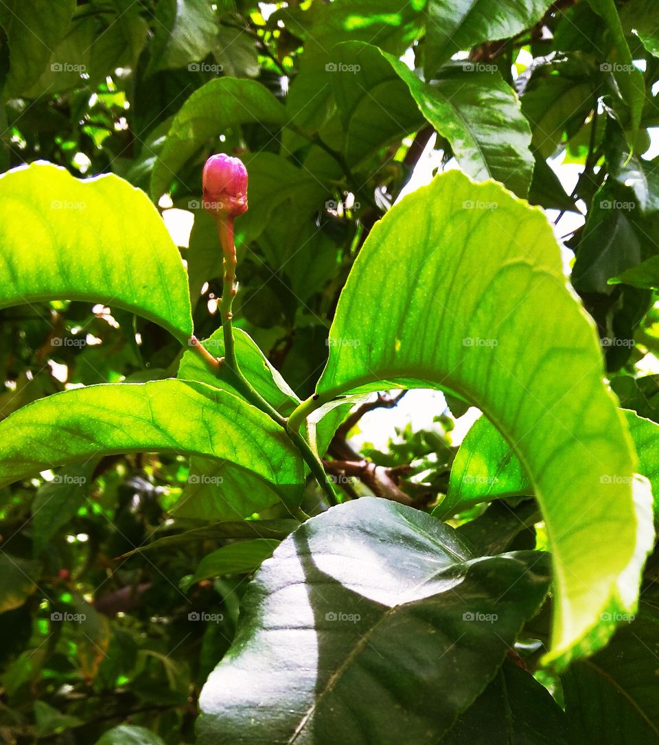 Leaf, Nature, Flora, Tree, No Person