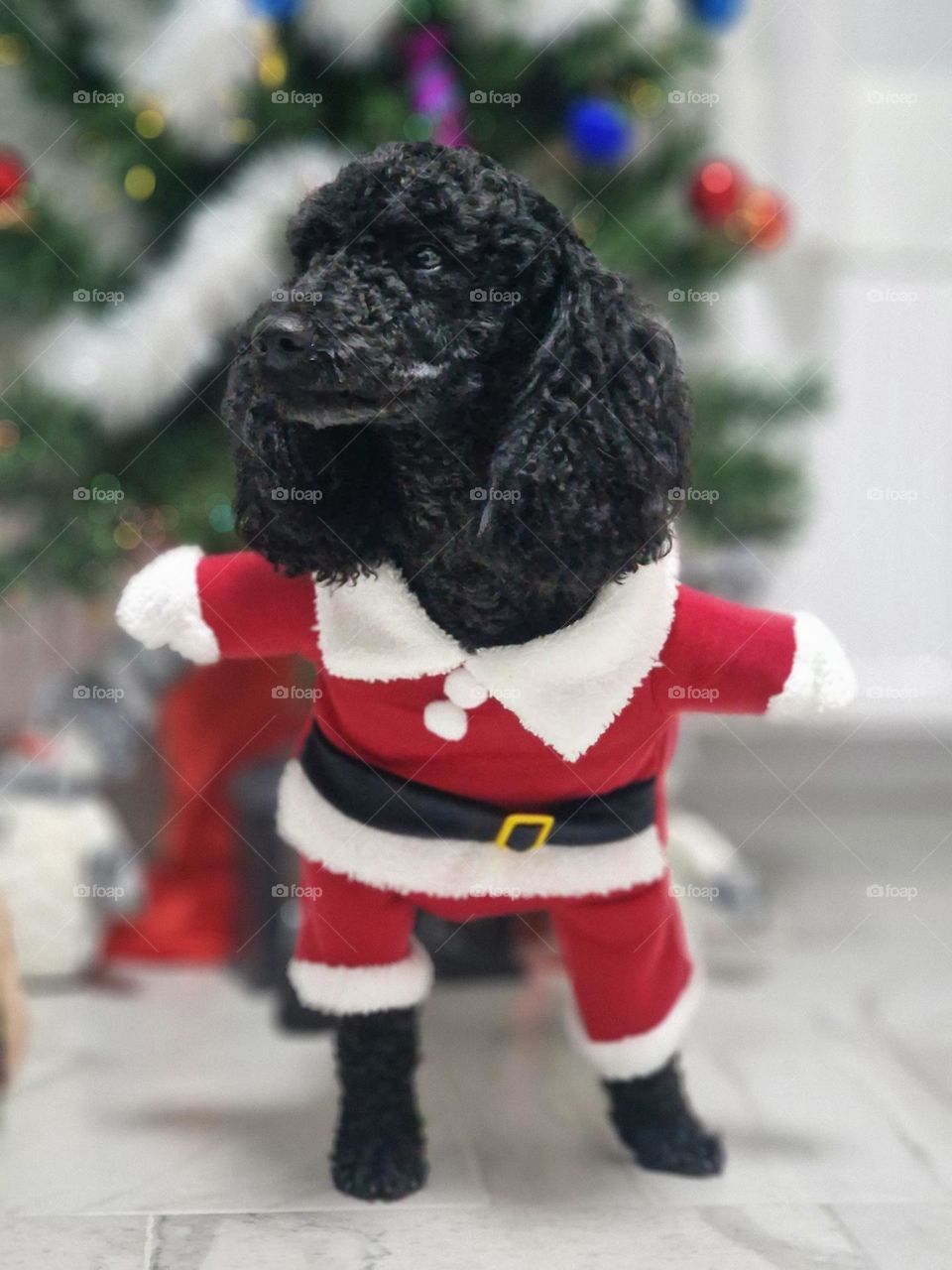 santa dog