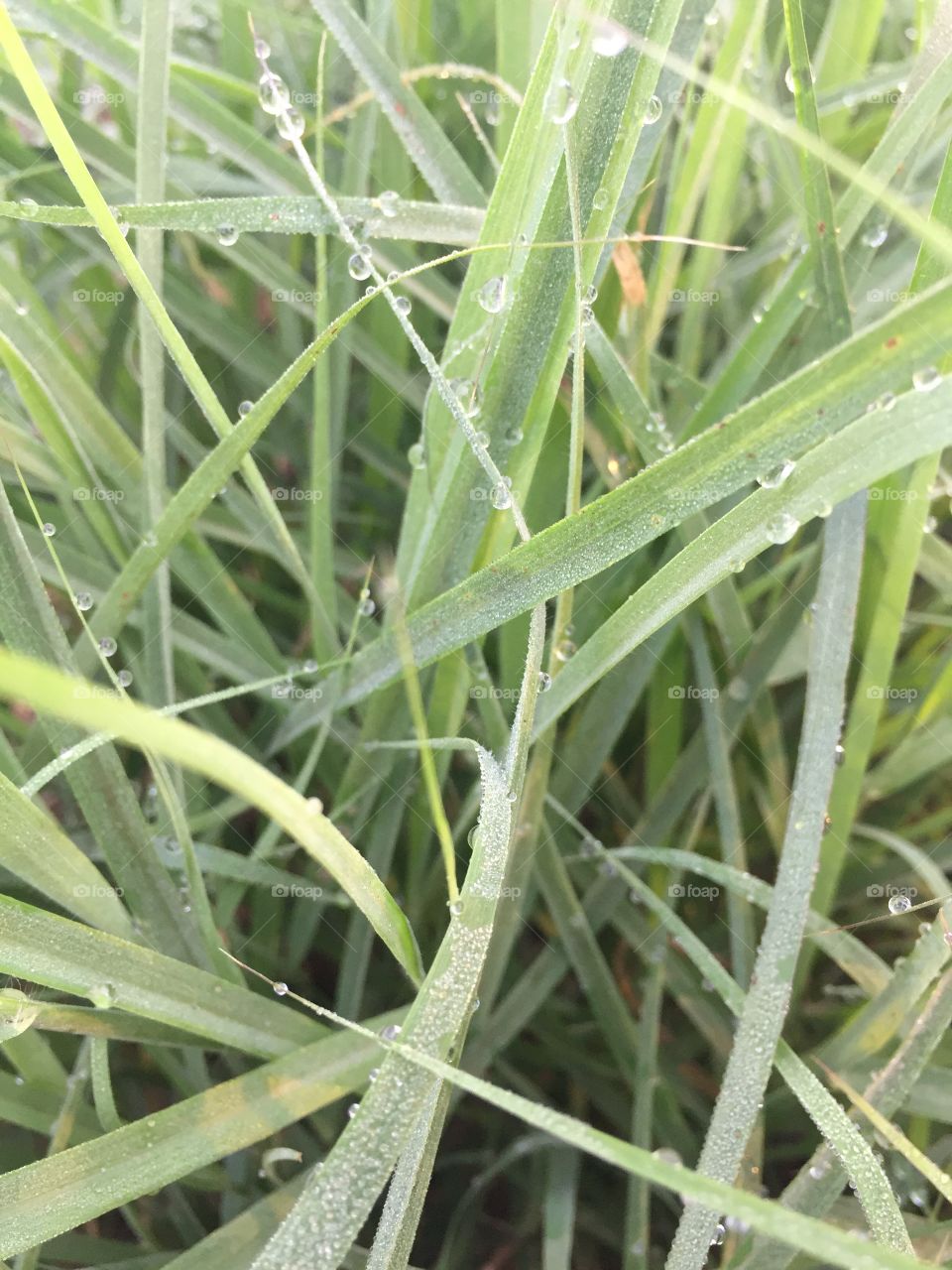 dewdrops 