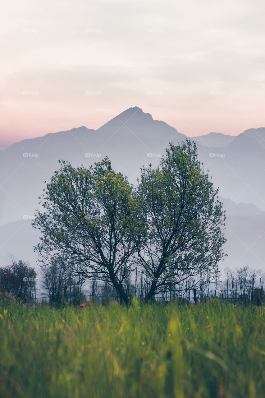 Tree in foggy morning