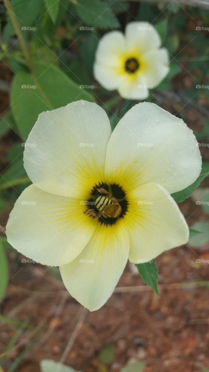 Insect on wet flower during spring