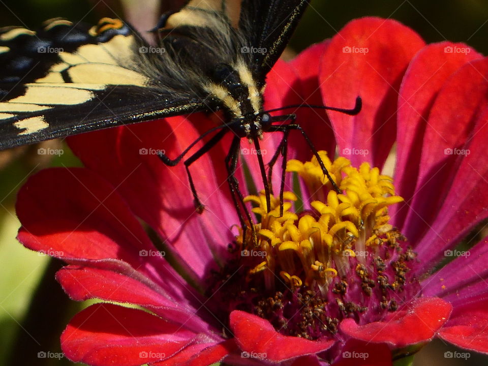 Swallowtail on zinnia 