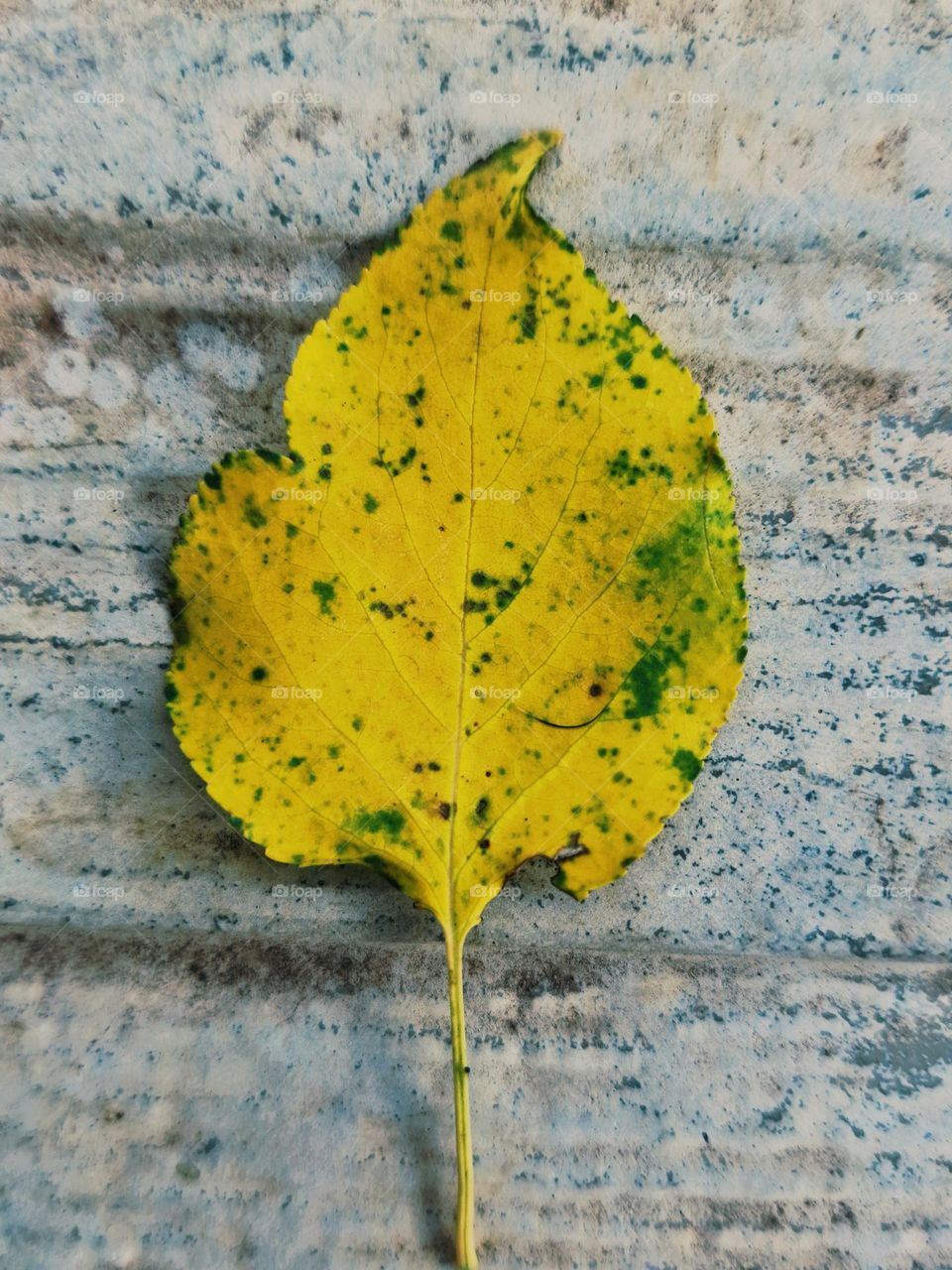 yellow leave