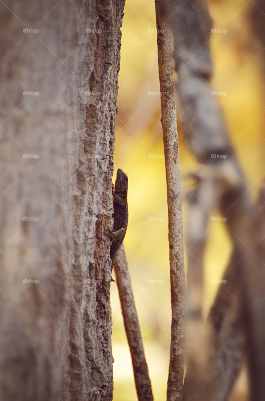 Black lizard on a tree 