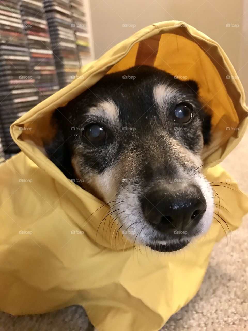 Sad dog in raincoat 