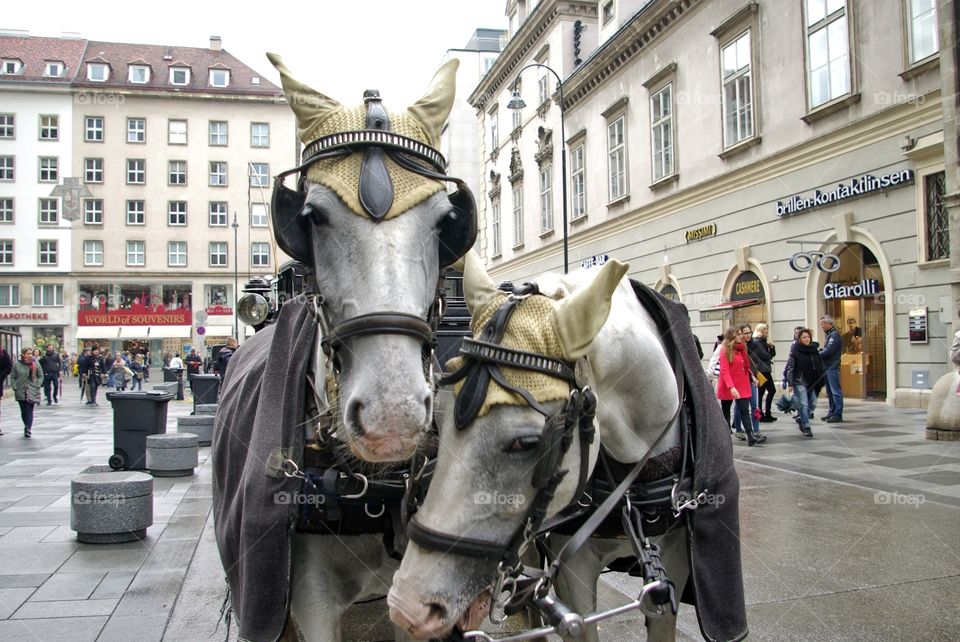 Horses in Vienna