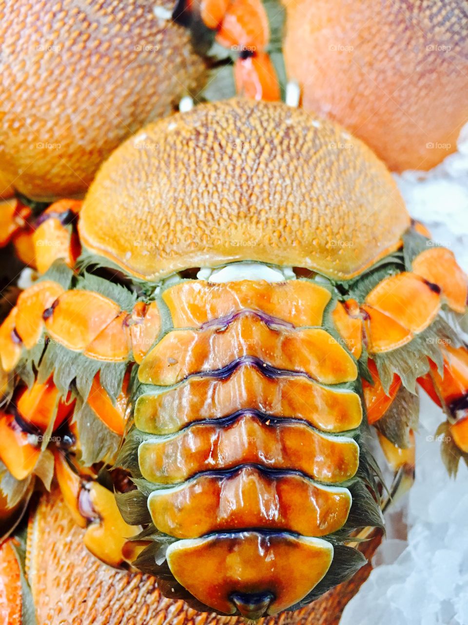 Colored orange fresh crab