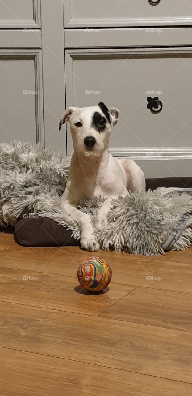 Parson russel terrier