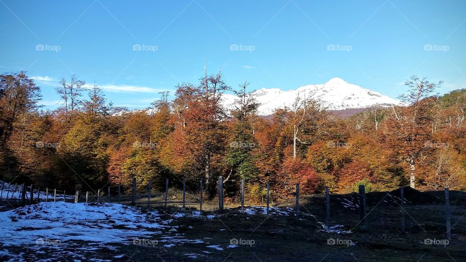 Scenic view of autumn trees