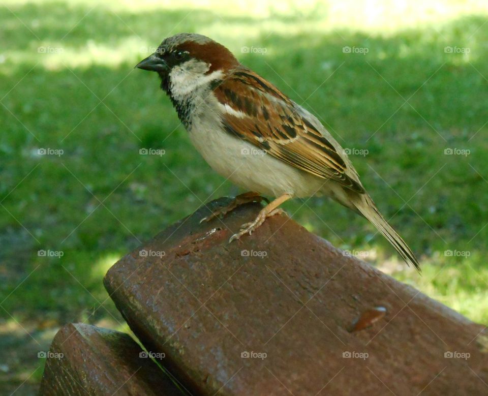 Bird, Wildlife, No Person, Sparrow, Outdoors