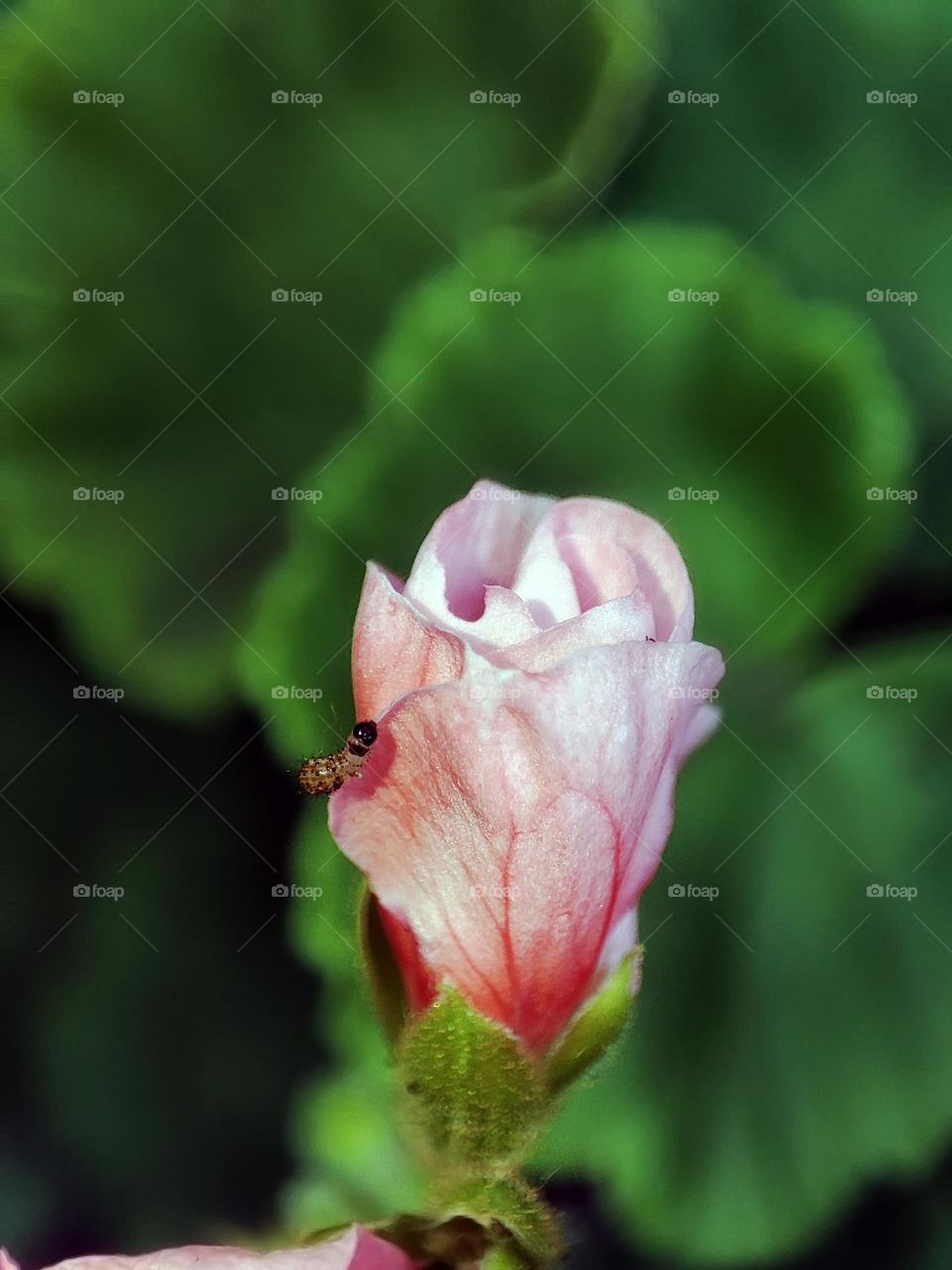 Macro photo of a caterpillar sitting on the flower