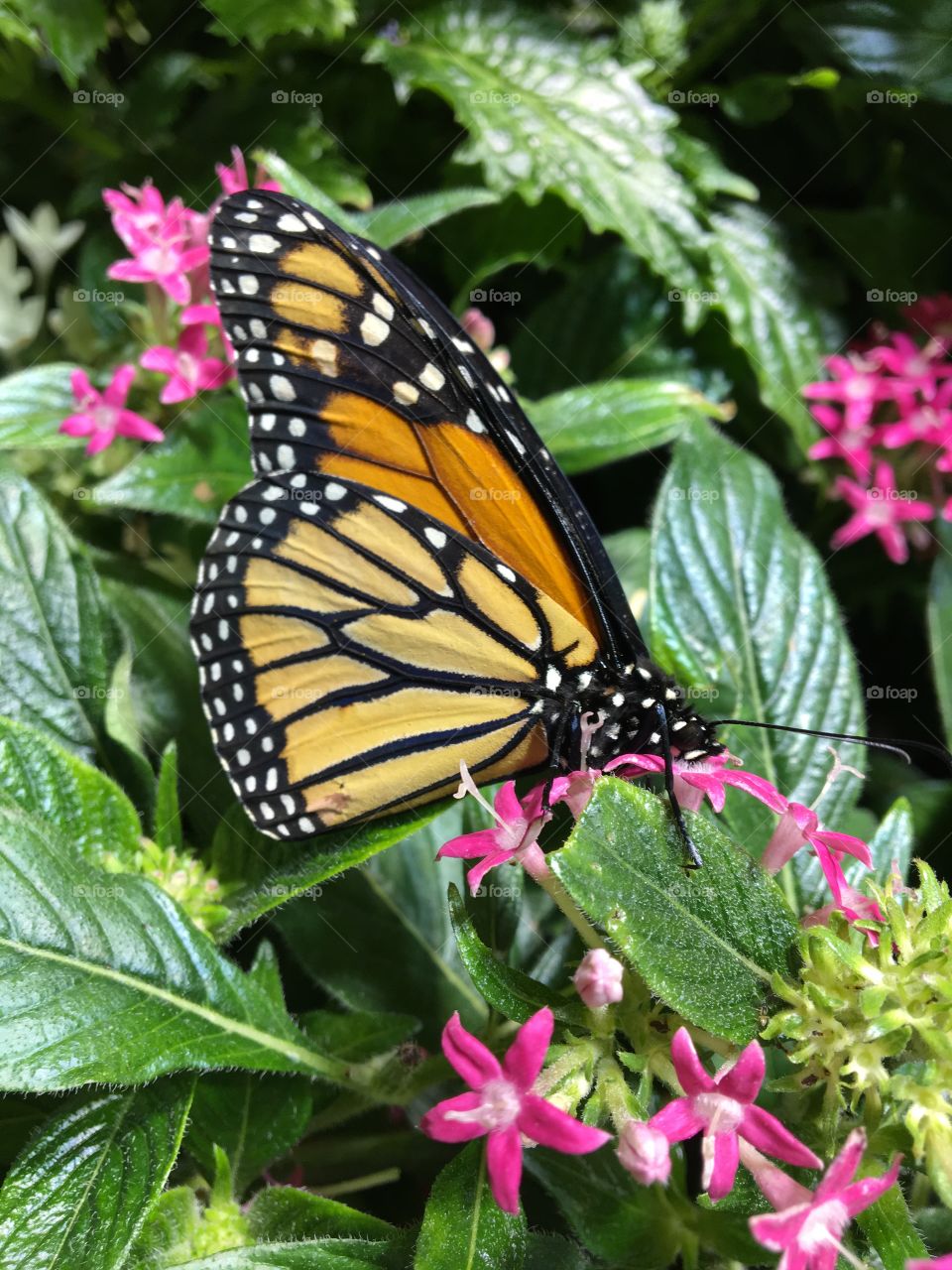 A monarch butterfly rests on pink flowers on a bush