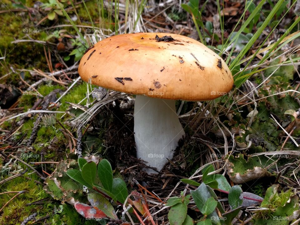 toadstool